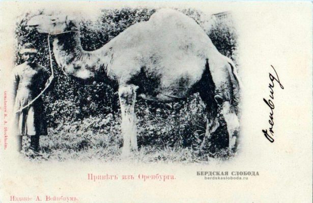 Одногорбый верблюд на оренбургской открытке начала XX века