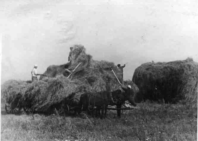 Скирдование сена в колхозе "Ленинский луч". 1945 год.