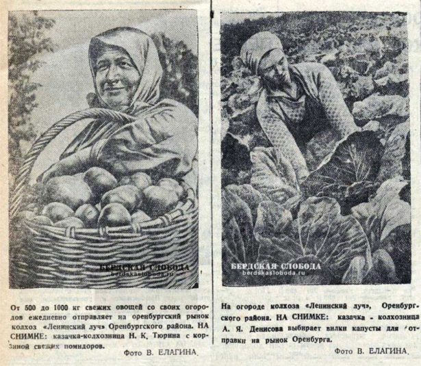 От 800 до 100 кг свежих овощей со своих огородов ежедневно отправлял в 1936 году на оренбургский рынок колхоз "Ленинский луч" Оренбургского района